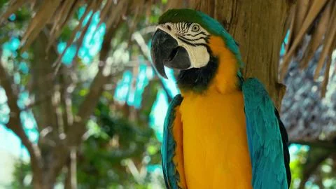 Close up, side view of parrot Stock Photos