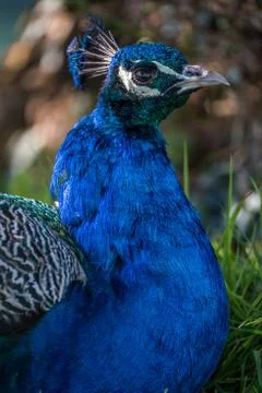 Close up side view of a peacock head and neck Stock Photos