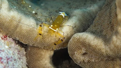 Close-up side view of peacock shrimp on coral Stock Footage 327549965