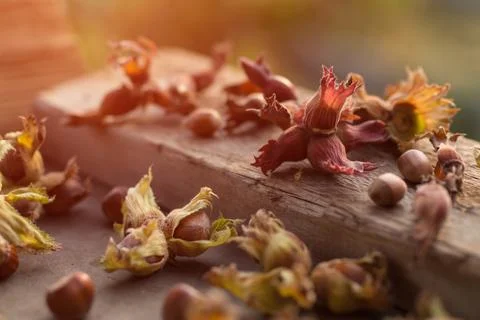 Close up side view photo composition of just harvested whole hazelnuts with s Stock Photos