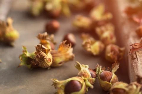 Close up side view photo composition of just harvested whole hazelnuts with s Foto stock
