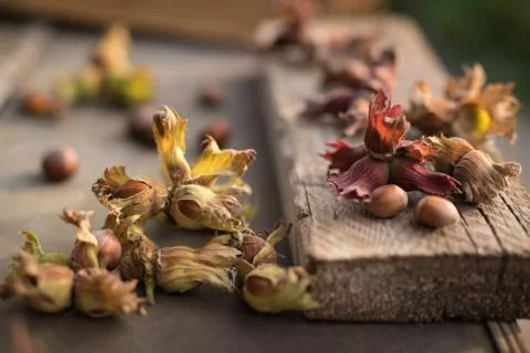 Close up side view photo composition of just harvested whole hazelnuts with s Stock Photos