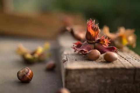 Close up side view photo composition of just harvested whole hazelnuts with s Stock Photos