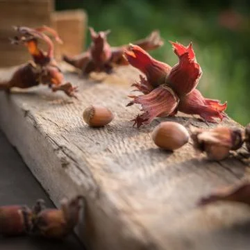 Close up side view photo composition of just harvested whole hazelnuts with s Stock Photos
