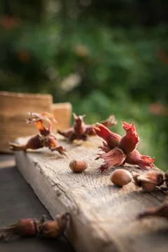Close up side view photo composition of just harvested whole hazelnuts with s Stock Photos