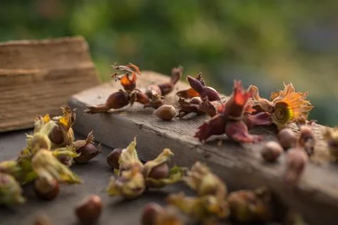Close up side view photo composition of just harvested whole hazelnuts with s Stock Photos