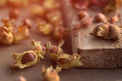 Close up side view photo composition of just harvested whole hazelnuts with s Stock Photos