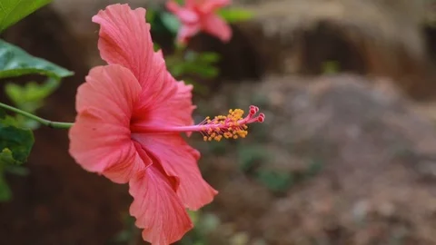 Close up, side view of a pink Hibiscus, Hibiscus moscheutos, in full Stock Footage 100888536