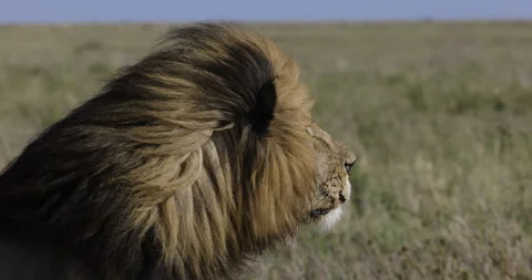 Close-up side view portrait of a magnificient male lion Stock Footage 160893049