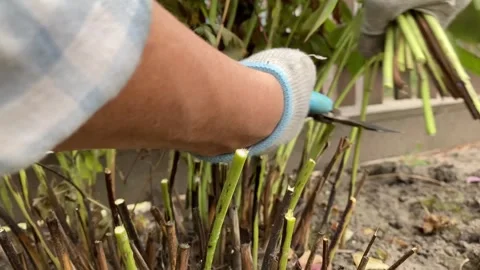 Close-up side view of pruning peony bushes Stock Footage 317939546