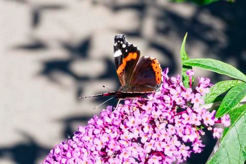 Close up,side view of a Red Admiral butterfly Stock Photos