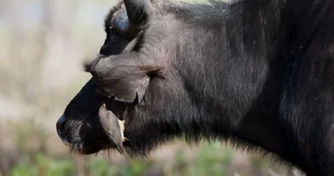 Close-up side view of a Red-billed oxpecker cleaning parasites off a Buffaloe Video stock 276467673
