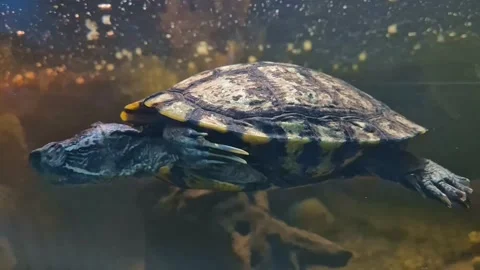 Close up side view of red-eared slider turtle swimming Stock Footage 345942050