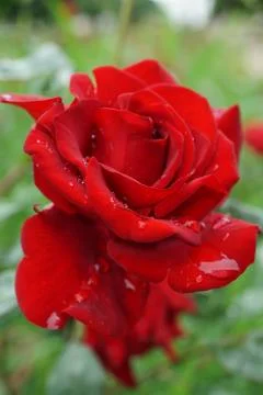 Close-up side view of a red rose flower with droplets on the petals 库存照片