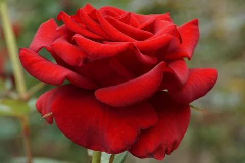 Close-up side view of a red rose petals inflorescences Stock Photos