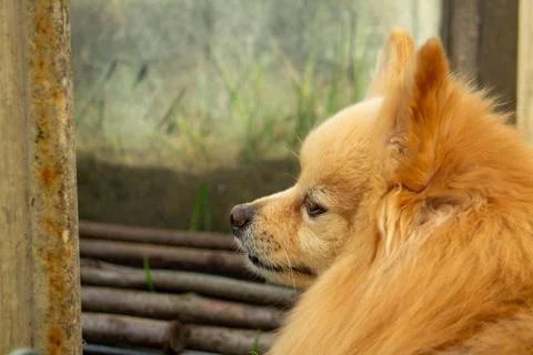 Close-up side view of a red Spitz dog looking forward near a rusty metal door 写真素材
