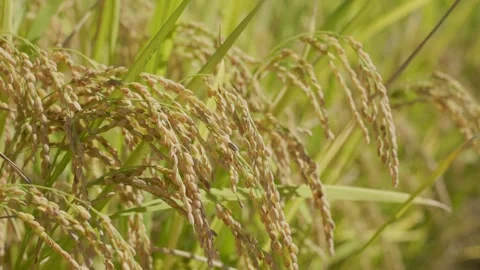 Close Up Side View of Ripe Rice Ears 動画素材 347010710