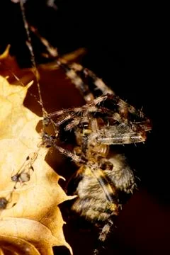 Close-up side view running on cobweb caucasian colored spider Araneus among l Fotos Stock