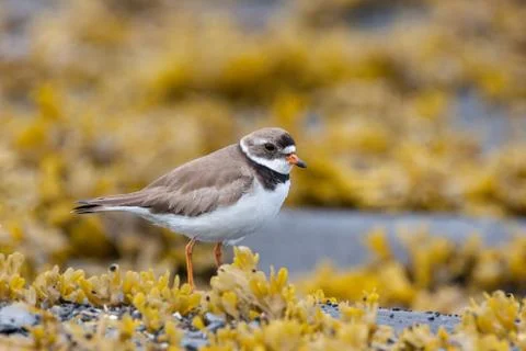 Close up side view of semipalmated plover shorebird on rocks with algae Stock Photos
