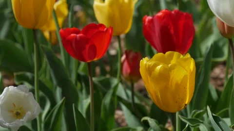 Close up, side view shot of red and yellow tulips Stock Footage