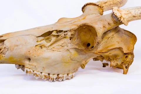 Close-up side view of a skull from a white-taild deer buck in Wisconsin Stock Photos