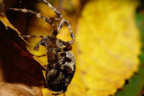 Close-up side view of the spider Araneus hanging on cobweb Stock Photos