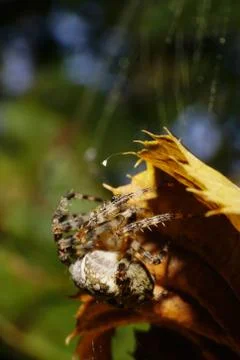 Close-up side view of a spider hanging on cobweb Araneus and yellow leaves Stock Photos