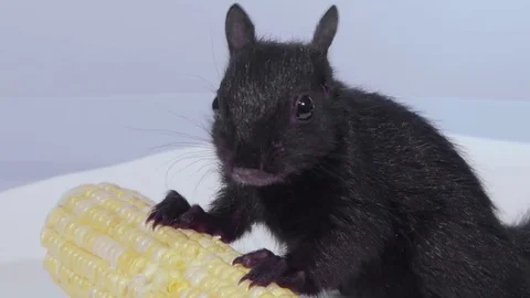 Close side view squirrel eating corn Stock Footage 75764820
