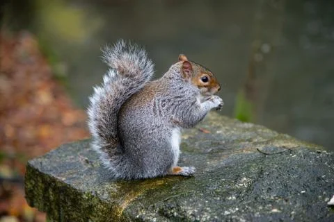A close up side view of a squirrel sitting on top of a stone bridge Foto stock