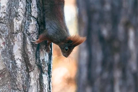 Close-up Side View of a Squirrel's Head with Blurred Background (sciurus vu.. Stock Photos