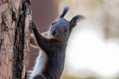 Close-up Side View of a Squirrel's Head with Blurred Background (sciurus vu.. Stock Photos