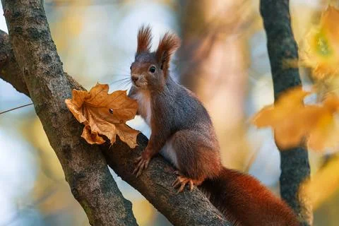 Close-up Side View of a Squirrel's Head with Blurred Background (sciurus vu.. Stock Photos