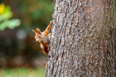 Close-up Side View of a Squirrel's Head with Blurred Background (sciurus vu.. Stock-Fotos