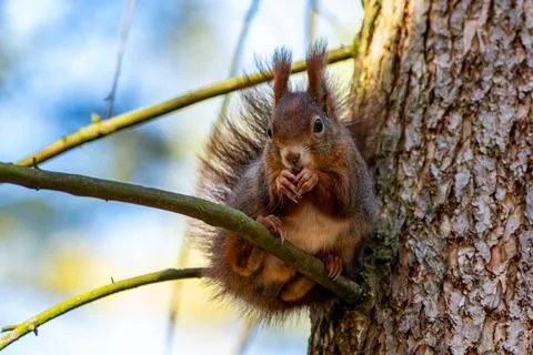 Close-up Side View of a Squirrel's Head with Blurred Background (sciurus vu.. Stock Photos
