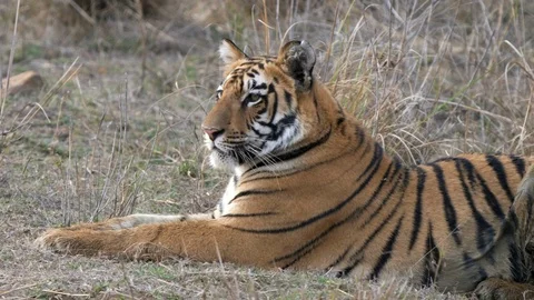Close up side view of a tiger cub laying down at tadoba Stock Footage