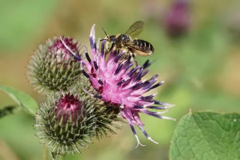 Close-up side view white-gray Caucasian bee Hymenoptera Megachile rotundata Stock Photos