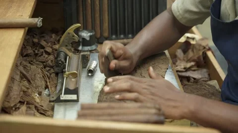 Close up of side view of whole process black male hands making cigars from dry Stock Footage 246693165