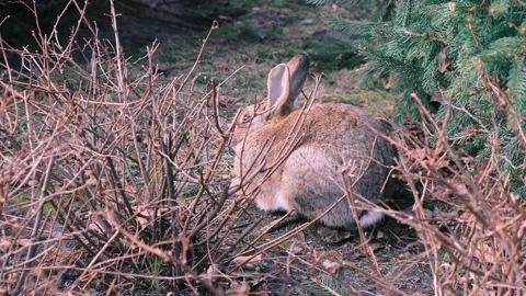 Close-up side view of a wild hare sitting under a spruce and a bush in a nature 스톡 동영상 150750220