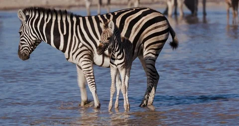 Close-up side view of a Zebra with cute young foal drinking at a waterhole on Video stock 106745665