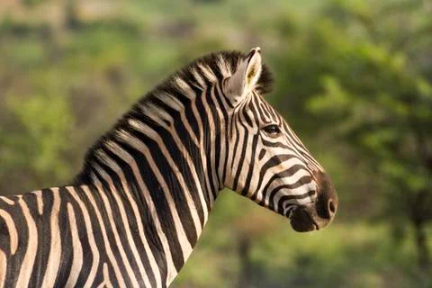 Close up side view of a zebra Stock Photos