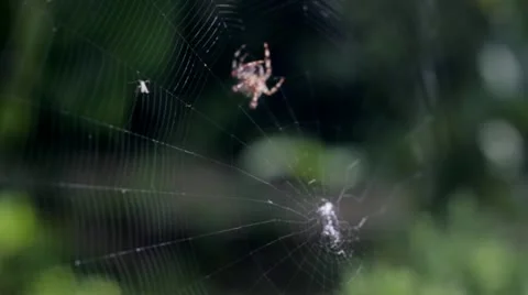 Close Up Sider Spinning Web Vídeo Stock 11981502