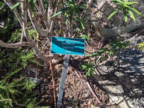 A close-up of a sign labeled “Pygmy Ruby Barberry,” Stockfoto's