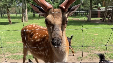 Close up of sika deer behind wire fence with goat in sunny petting zoo Stock Footage 337302036