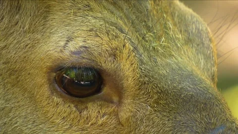 Close up of sika deer buck Stock Footage 242870262