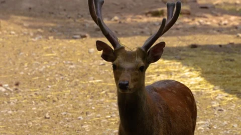 Close up of sika deer buck s Stock Footage 249752018