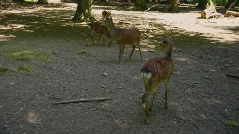 Close up of a sika deer doe Stock Footage 242848316