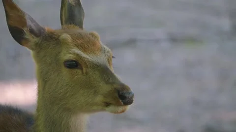 Close up of a sika deer doe  Stock Footage 243255305
