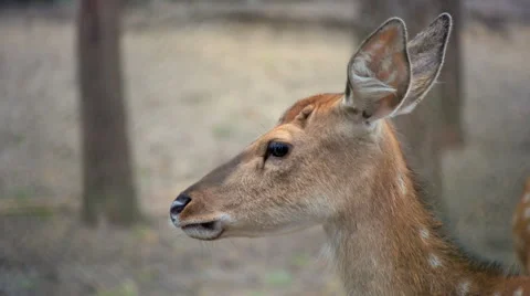 Close-up of the sika deer Stock Footage 51794249