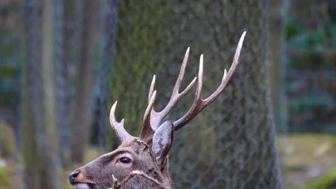 Close up of sika deer Stock Footage