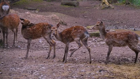 Close up of a sika deer Stock Footage 242106386